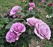 Terra Limburgia rose photo