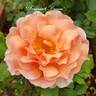 Fragrant Dream rose photo