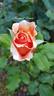 Fragrant Dream rose photo