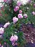 A1b rose photo