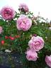 A1b rose photo