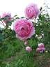 A1b rose photo