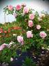 A1b rose photo