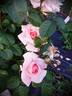 15.6.5.1 rose photo