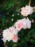 15.6.5.1 rose photo
