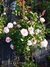 15.6.5.1 rose photo