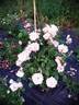 15.6.5.1 rose photo