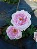 ΣN4b rose photo