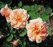 Sunlit rose photo