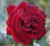 St. John rose photo