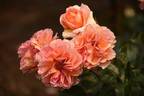 La Parisienne ™ rose photo