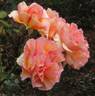 La Parisienne ™ rose photo