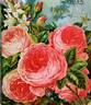 Champion of the World rose photo