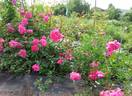∆C2a rose photo