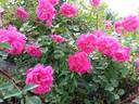 ∆C2a rose photo