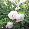 ΣL2a rose photo