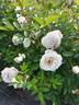 ΣL2a rose photo