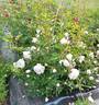 ΣL2a rose photo