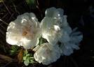 White Stanwell Perpetual rose photo