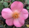 Debbies Delight rose photo
