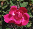 Sanglant rose photo
