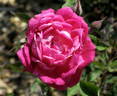 Sanglant rose photo