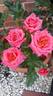 Psychedelic rose photo
