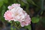 Coral Cluster rose photo