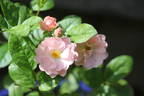 Coral Cluster rose photo
