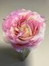 Brindabella Pastel Tiger rose photo