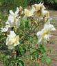 Mrs. Graham Hart rose photo