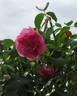 Ruhm von Steinfurth rose photo