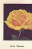 Max Krause rose photo