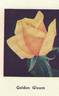Golden Gleam rose photo
