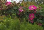 <i>Rosa nanothamnus</i> Boulenger rose photo