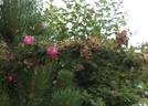 <i>Rosa nanothamnus</i> Boulenger rose photo