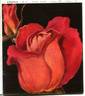 Egeria rose photo