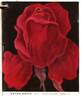 Gotha Rossa rose photo