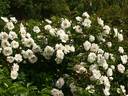 Dresdner Barock rose photo