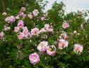 Dresdner Barock rose photo