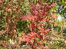Dresdner Barock rose photo
