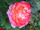 Reine France rose photo