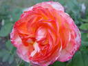 Reine France rose photo