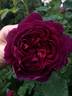 Rook rose photo