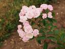 Perle vom Wienerwald rose photo