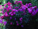 Fellemberg rose photo