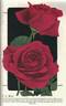 E. G. Hill rose photo