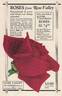 E. G. Hill rose photo