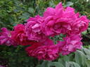 Tam O'Shanter rose photo
