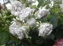 Griselis rose photo